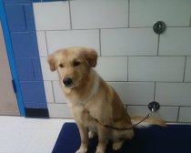 Sophie-the day I met her...It was love at first sight!