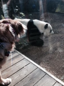 Sophie and Po the Panda