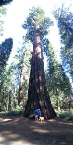 A couple and guide dog at the base of a giant Sequoia tree
